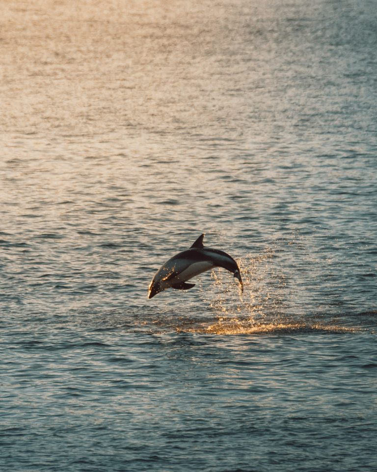 Avistamiento de delfines australes