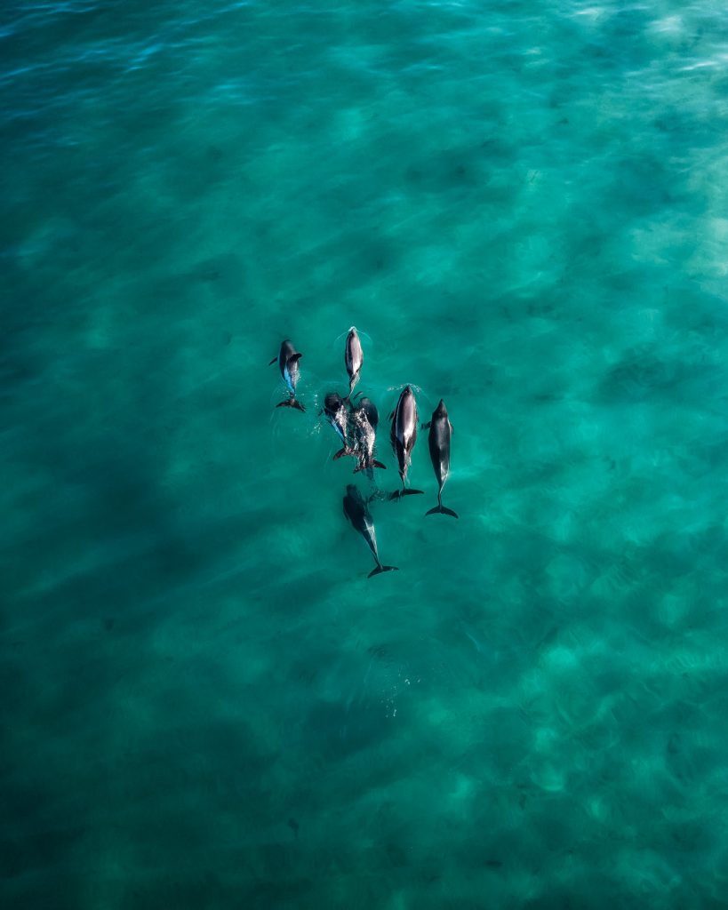 Avistamiento de delfines australes