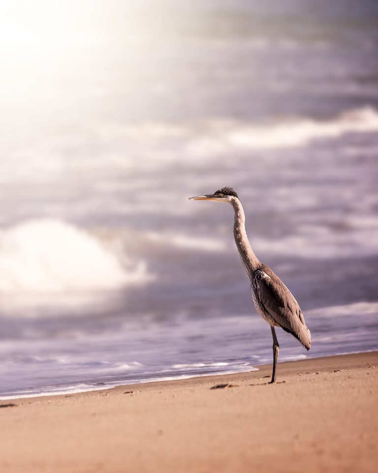 Avistamiento de aves
