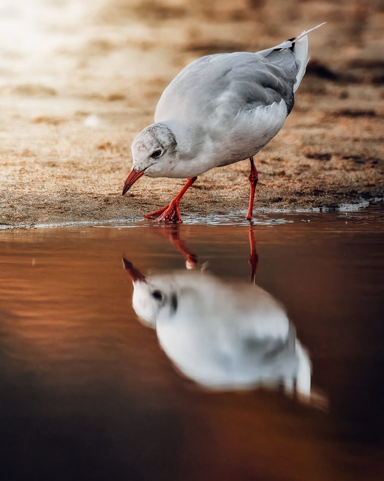 Avistamiento de aves