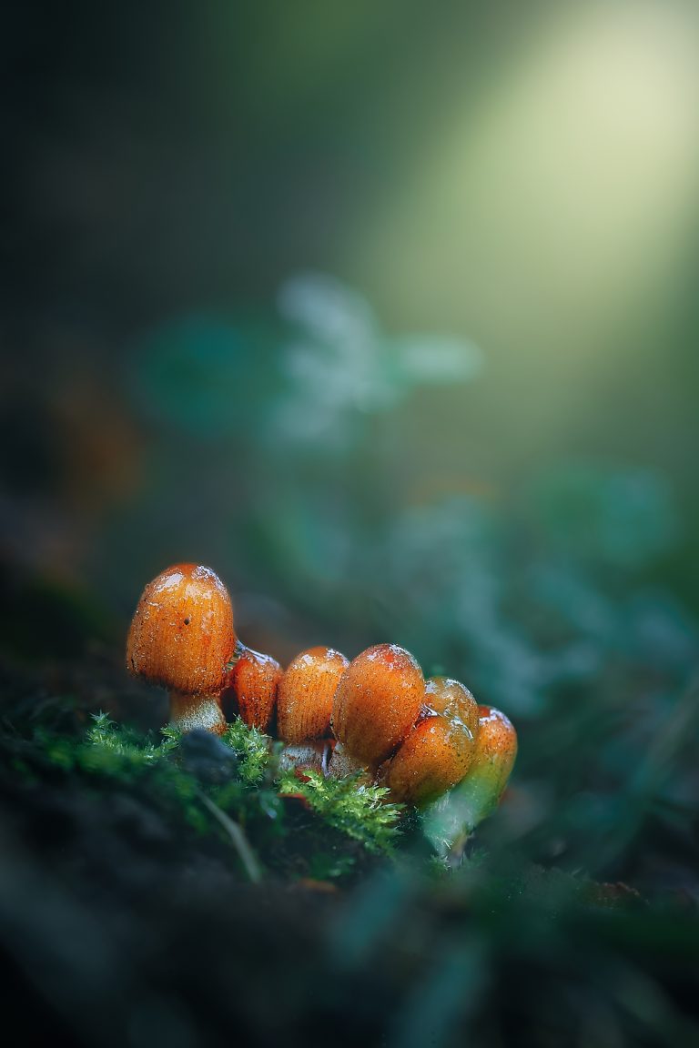 Observación Fungi