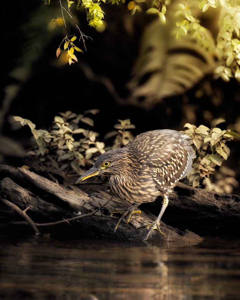 Avistamiento de aves
