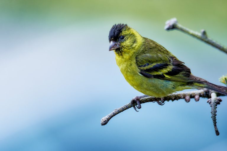 Avistamiento de aves