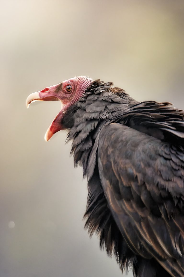 Avistamiento de aves