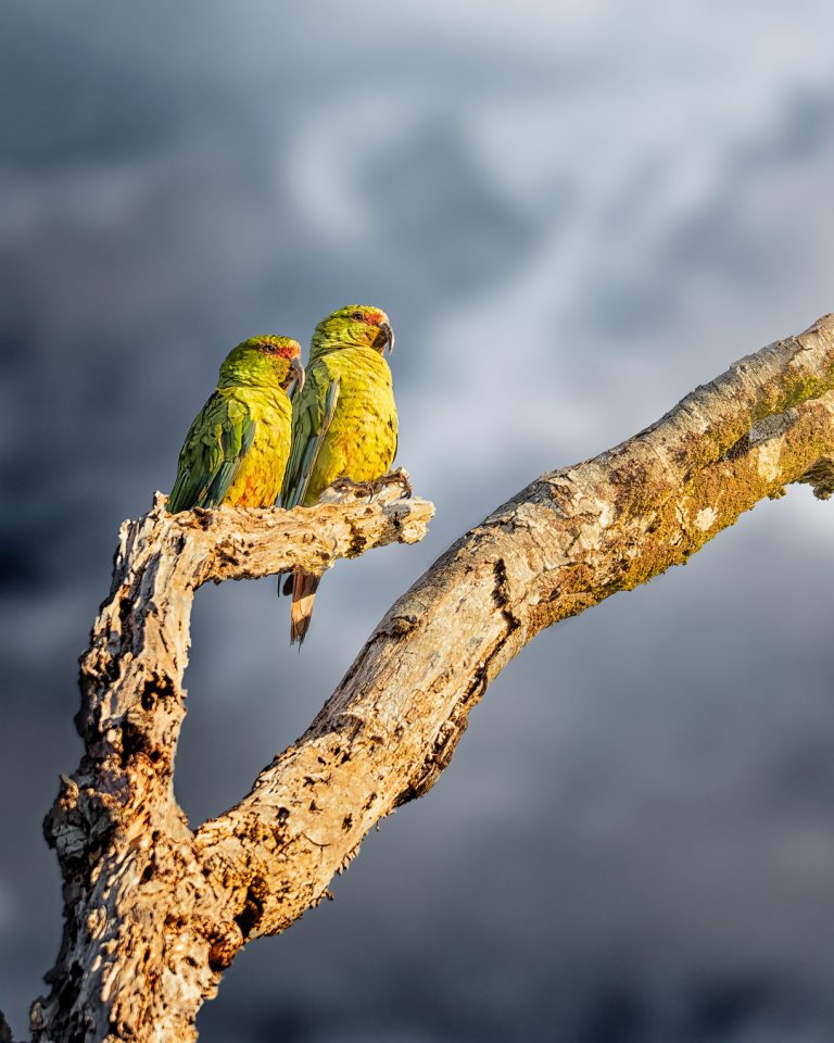 Avistamiento de aves