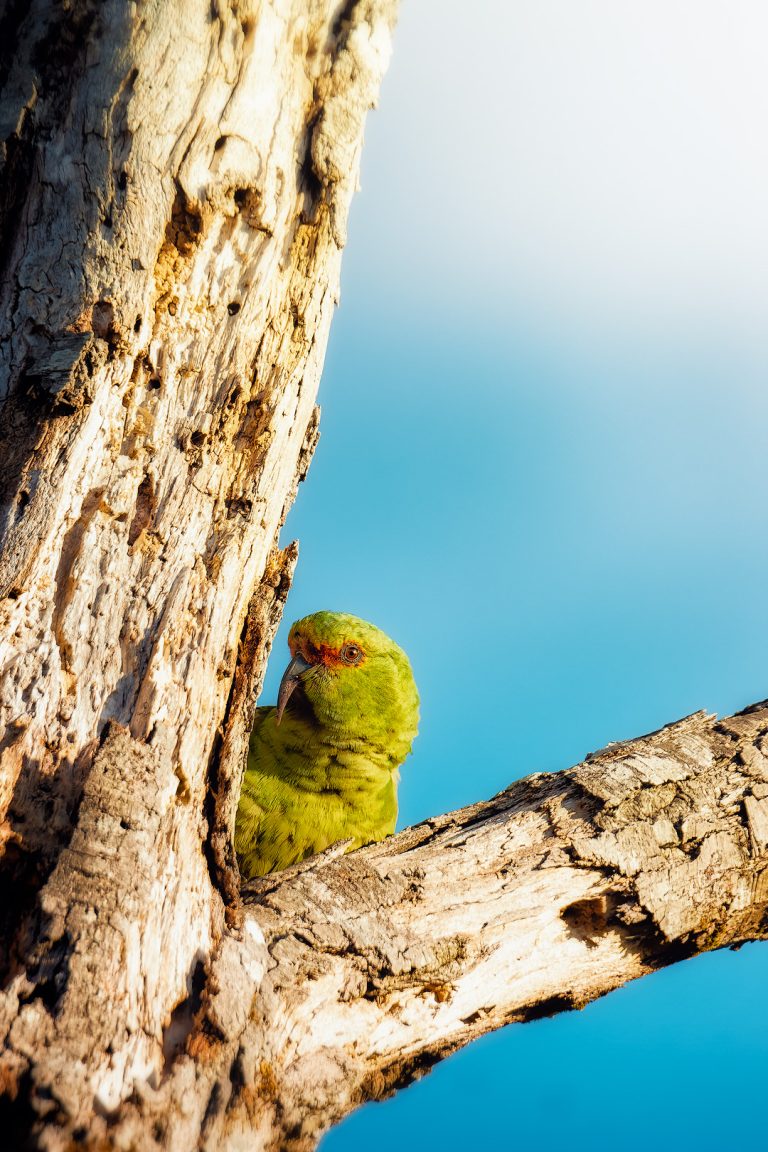 Avistamiento de aves