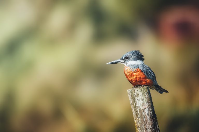 Avistamiento de aves