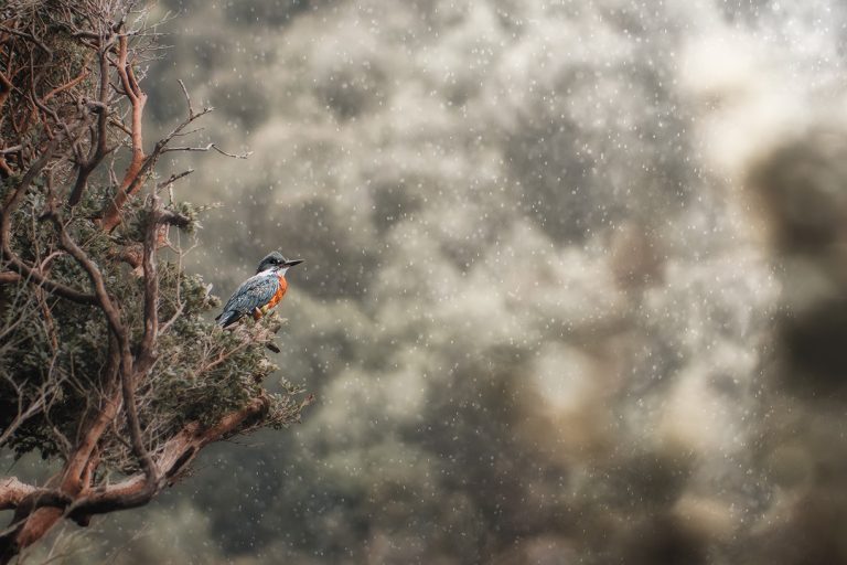 Avistamiento de aves