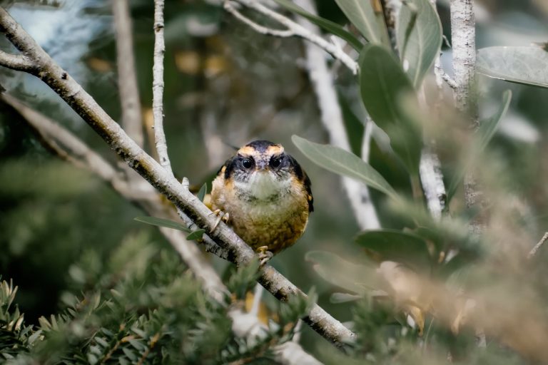 Avistamiento de aves