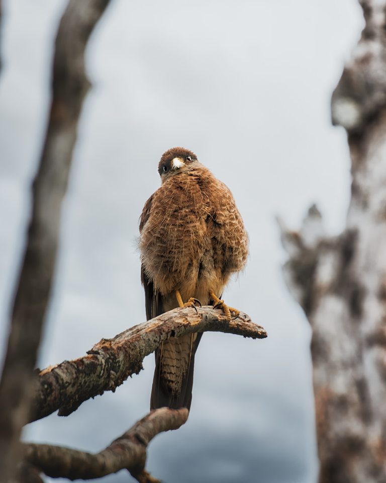 Avistamiento de aves