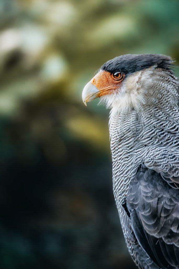Avistamiento de aves