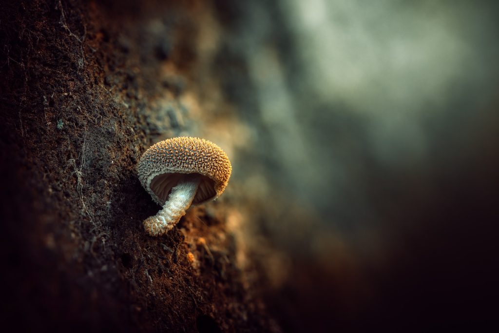 Observación Fungi