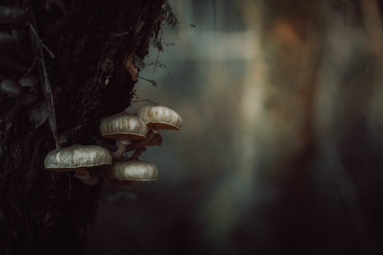 Observación Fungi