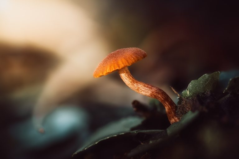 Observación Fungi