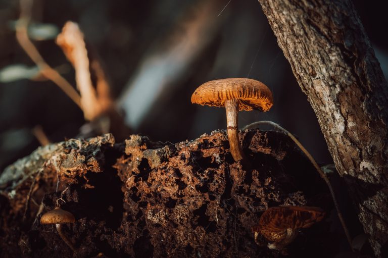 Observación Fungi