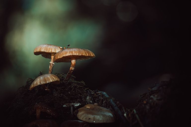 Observación Fungi