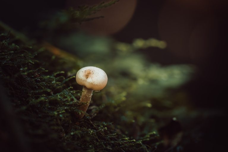 Observación Fungi