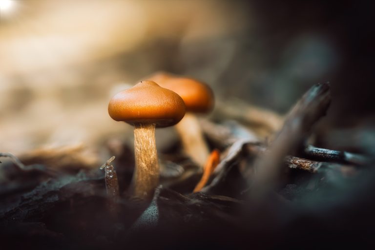Observación Fungi
