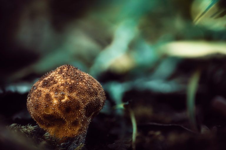 Observación Fungi