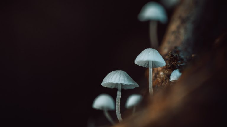 Observación Fungi