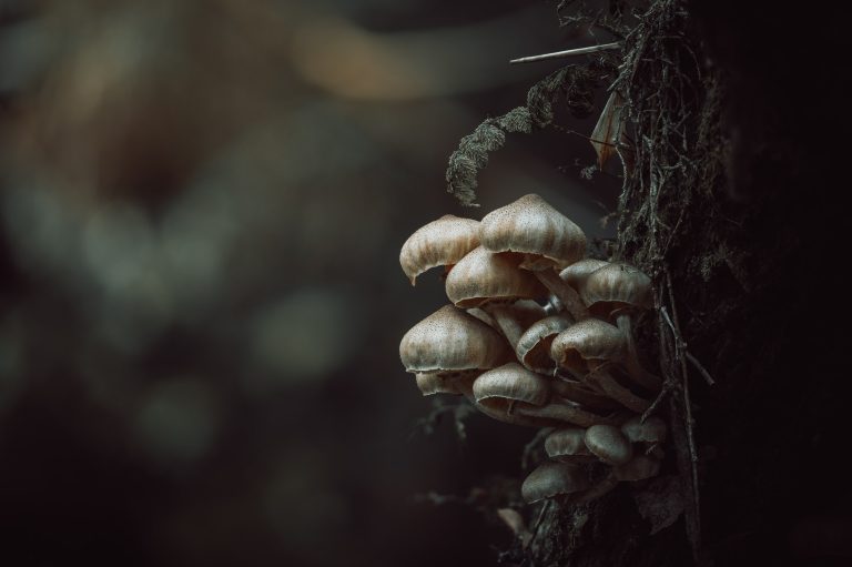 Observación Fungi