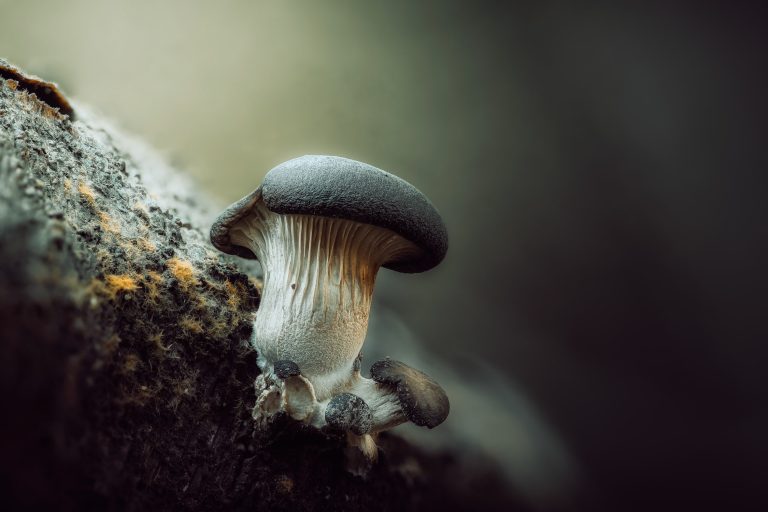Observación Fungi