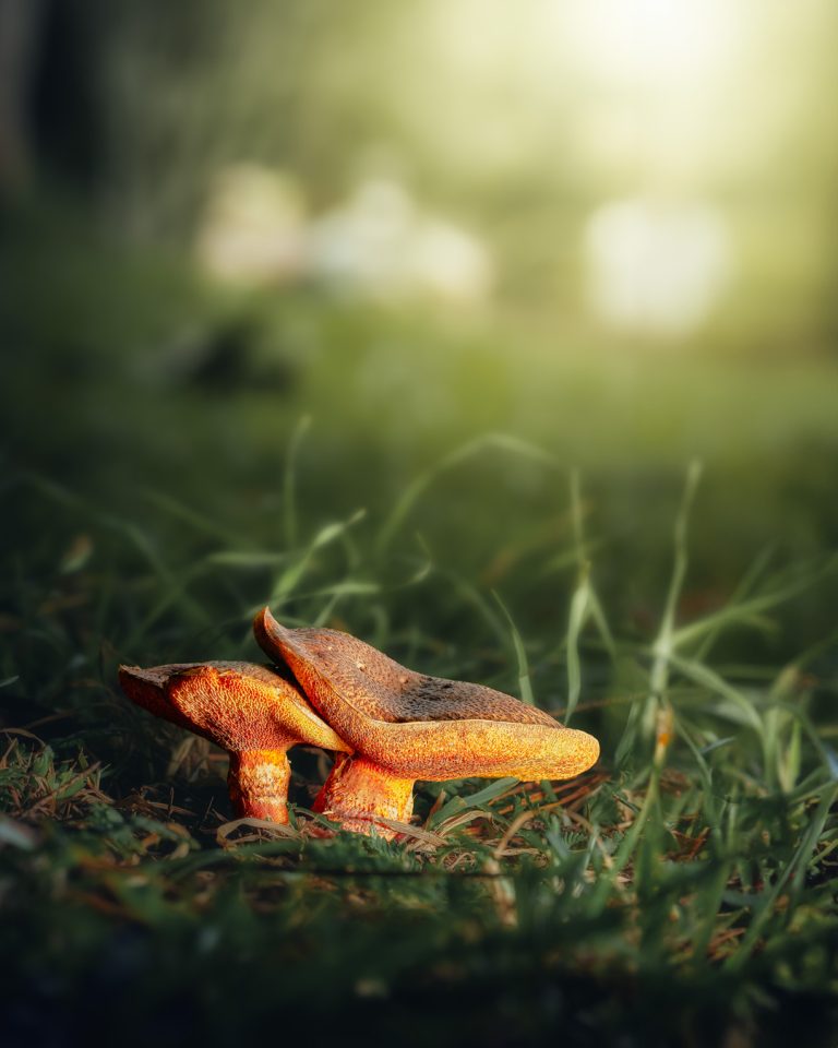 Observación Fungi