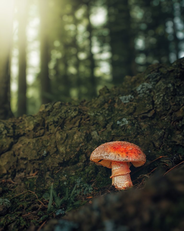 Observación Fungi