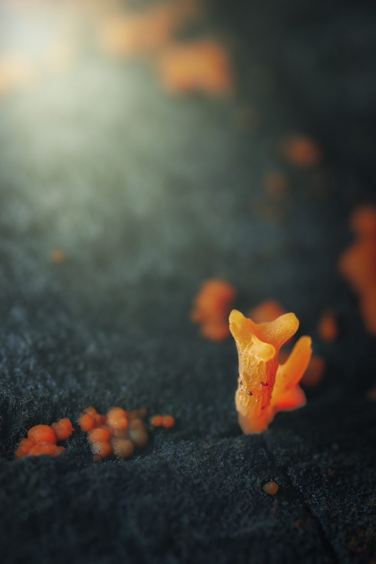 Observación Fungi