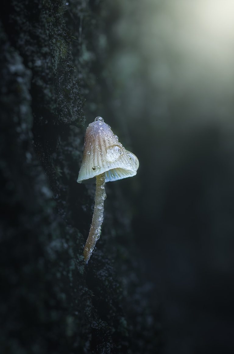 Observación Fungi
