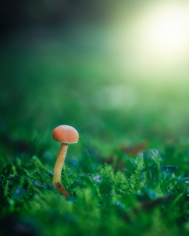 Observación Fungi