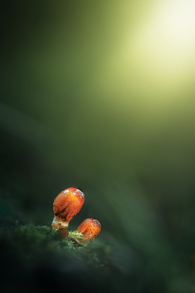Observación Fungi
