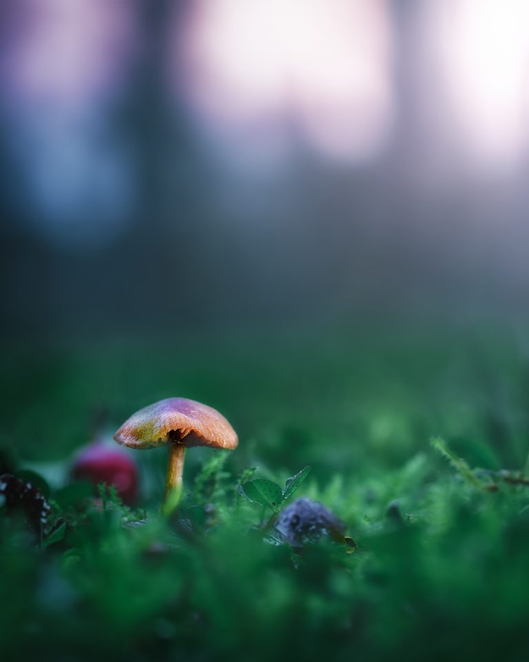 Observación Fungi