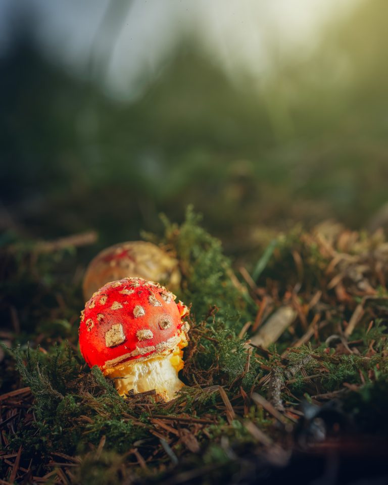 Observación Fungi